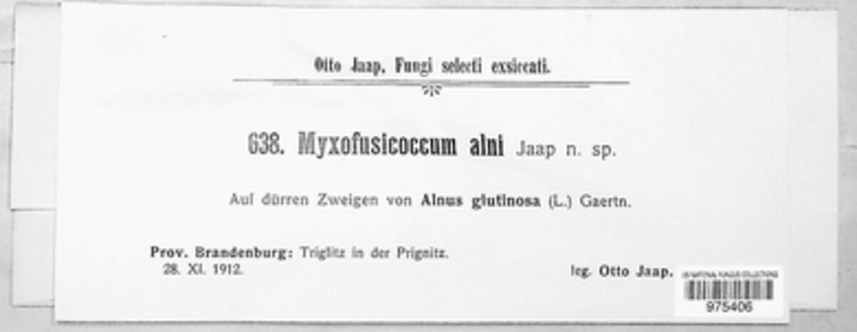 Myxofusicoccum alni image